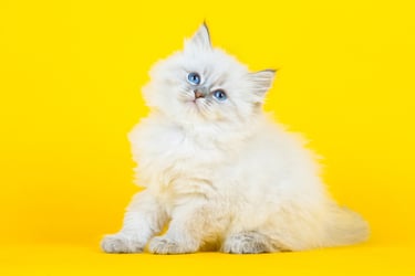 fluffy_kitten